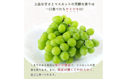 紀州和歌山産 シャインマスカット 約1kg ※2024年8月中旬〜9月下旬頃に順次発送 ※日付指定不可 ぶどう ブドウ 葡萄 マスカット 果物 くだもの フルーツ 人気【uot782】