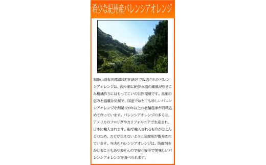 秀品　希少な国産バレンシアオレンジ　2.5kg　※2025年6月下旬頃〜7月中旬頃順次発送（お届け日指定不可）【uot752】