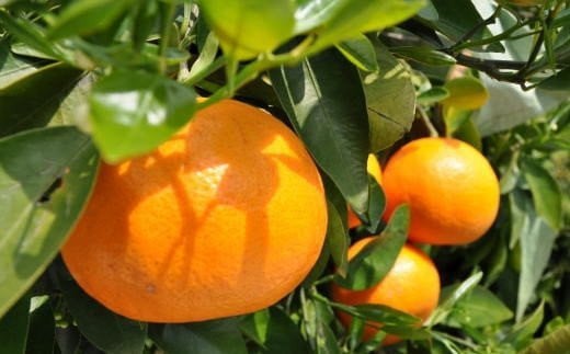 和歌山県由良町産セミノールオレンジ約5kg(サイズ混合　秀品) 【tec922A】