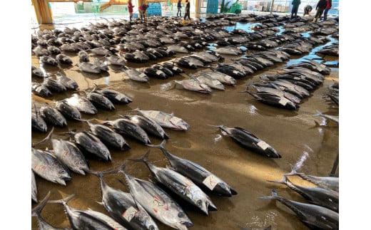 天然 キハダ（もしくはメバチ） 生まぐろ 大容量2kg 鮮度抜群の生まぐろをお届けします / 生鮪 鮪 マグロ 生まぐろ キハダマグロ 刺身【tka015】