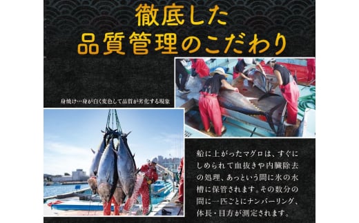 本マグロ（養殖）トロ＆赤身セット 240g  【1か月以内に発送】高級 クロマグロ  中トロ 中とろ まぐろ マグロ 鮪 刺身 赤身 柵 じゃばらまぐろ 本マグロ 本鮪【nks113B】