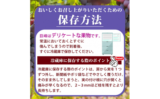 紀州和歌山産 巨峰ぶどう 約2kg ※2025年8月下旬～9月上旬頃に順次発送 ※日付指定不可 巨峰 ぶどう ブドウ 葡萄 果物 くだもの フルーツ【uot784A】