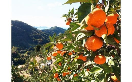 高級ブランド 田村みかん 5kg【予約】※2024年11月下旬頃〜2025年1月下旬頃に順次発送予定(お届け日指定不可)/みかん ミカン 有田みかん ブランドみかん 柑橘 果物 フルーツ 旬 先行 予約【uot504】