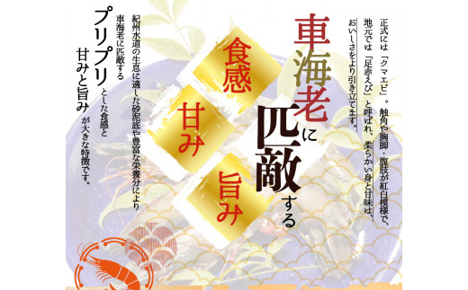 紀州和歌山産天然足赤えび540g（270g×2パック）化粧箱入 ※2024年11月上旬頃〜2025年2月上旬頃順次発送予定（お届け日指定不可）／海老 エビ えび クマエビ 足赤 天然 おかず【uot772A】