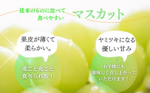 紀州和歌山産 シャインマスカット 約2kg ※2025年8月下旬～9月上旬頃に順次発送 ※日付指定不可 ぶどう ブドウ 葡萄 マスカット 果物 くだもの フルーツ 人気 旬の果物【uot798】