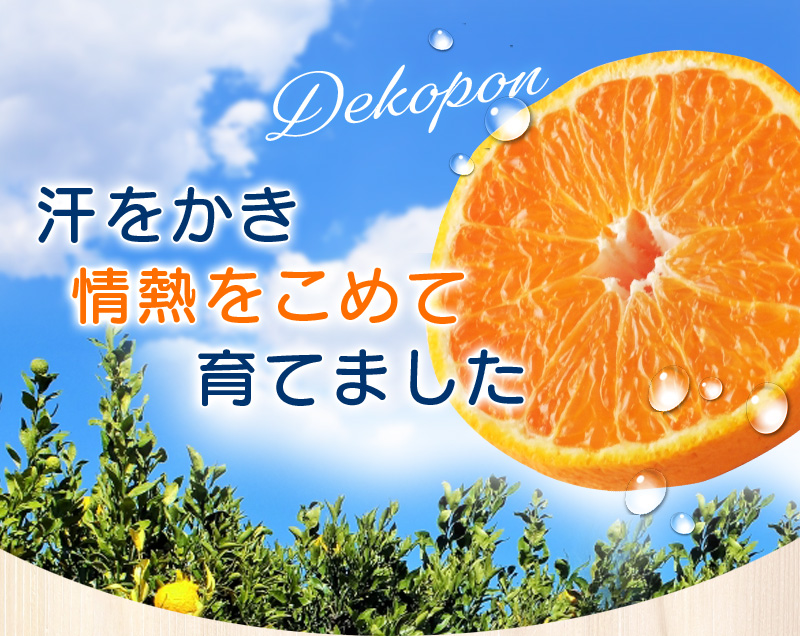 【訳あり】ちょこっと訳あり不知火デコポン 約10kg【ご家庭用】  サイズ混合　※2025年2月中旬より順次発送予定（お届け日指定不可）/ 不知火 デコポン みかん 訳あり ワケアリ 家庭用 ご家庭用 10kg 【nuk121B】