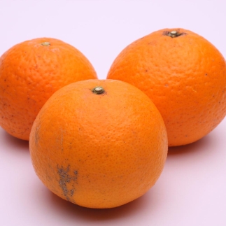 ＜4月より発送＞厳選きよみオレンジ3.5kg+105g（傷み補償分）【光センサー食頃出荷】【樹上完熟清見オレンジ・清見タンゴール・清美】