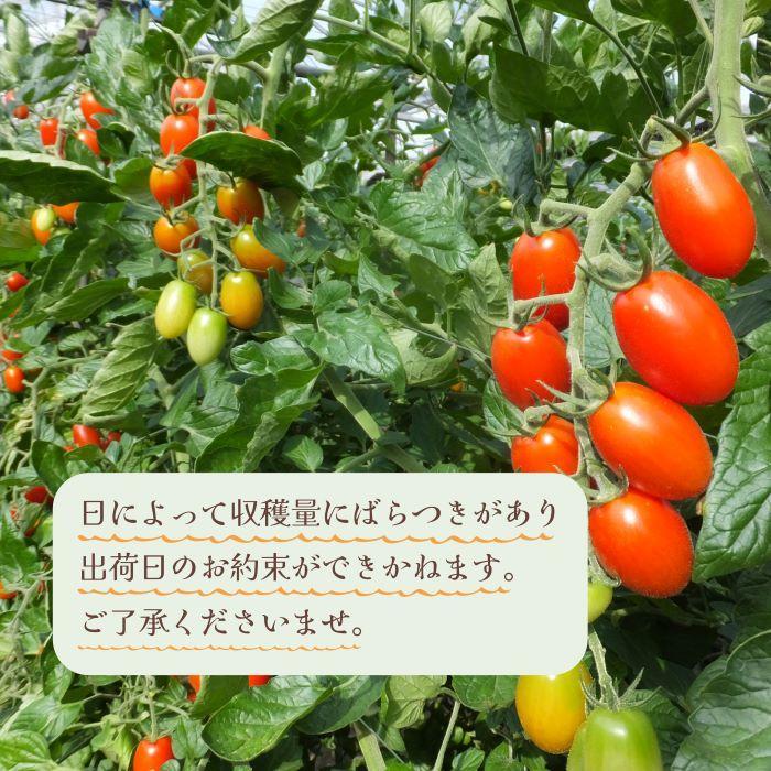 【1月出荷分】和歌山産ミニトマト「アイコトマト」約2kg（S・Mサイズおまかせ）【TM109】