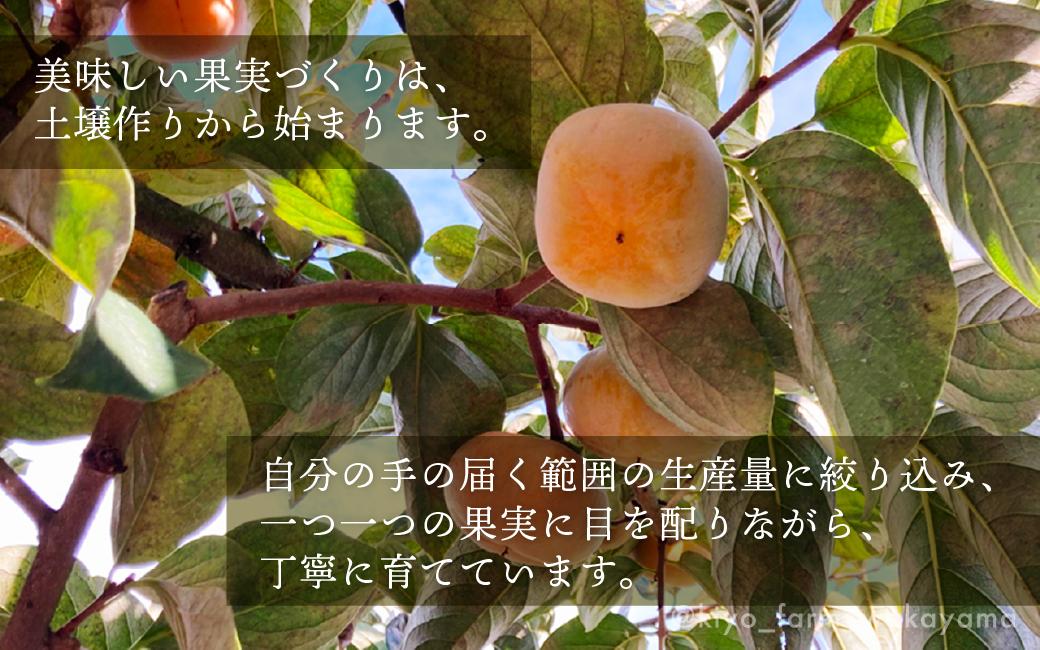 柿(種無し) 6個入 (約2kg)  秀品大玉【2024年9月下旬頃より発送】【KT1】