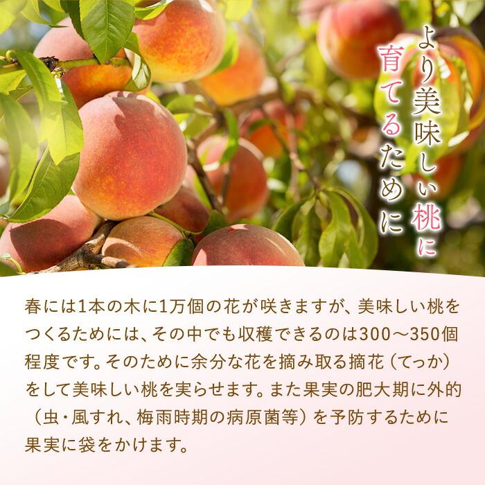 和歌山県産 白鳳 桃 11〜16玉入り 訳あり ご家庭用 数量限定【2024年6月下旬以降発送】