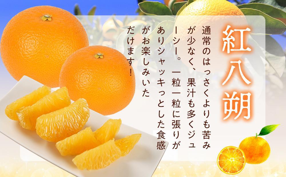 先行予約！希少な紅はっさく 12～18個入り（L～2Lサイズ）【2025年1月初旬頃から発送】【KG9】