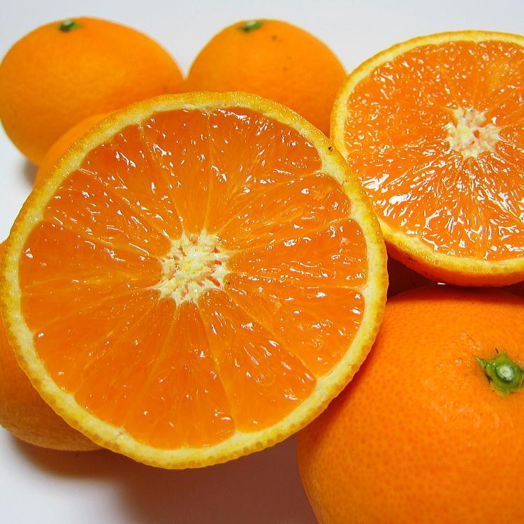 わけあり 清見オレンジ 5kg【農家直送】【先行予約・2025年2月下旬～3月下旬発送】【和歌山県産】【訳あり】