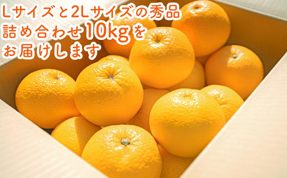 【先行予約】和歌山県産はっさく秀品 10kg （ L 〜 2L ）【2025年1月中旬以降より発送】