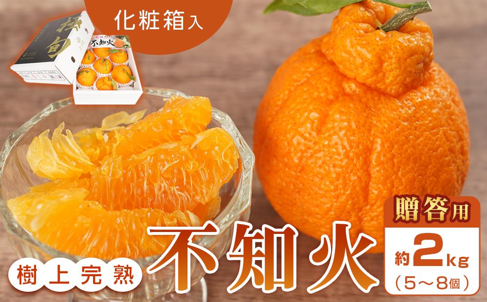 【贈答用化粧箱入】 不知火 樹上完熟 約2kg （5～8個入）【2025年2月中旬頃から発送】【KG10】