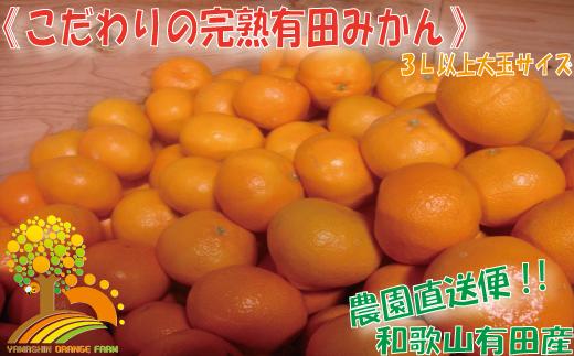 ＼農家直送／こだわりの大玉有田みかん 3Lサイズ以上約10kg【2024年12月より順次発送】