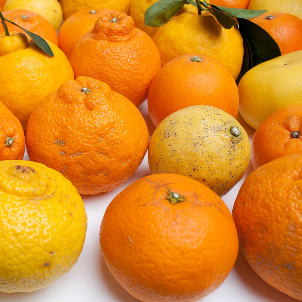家庭用旬の柑橘詰合せ5kg+150g（傷み補償分）訳あり＜1月より発送＞