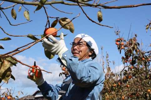 一心農園の富有柿 家庭用 約4kg