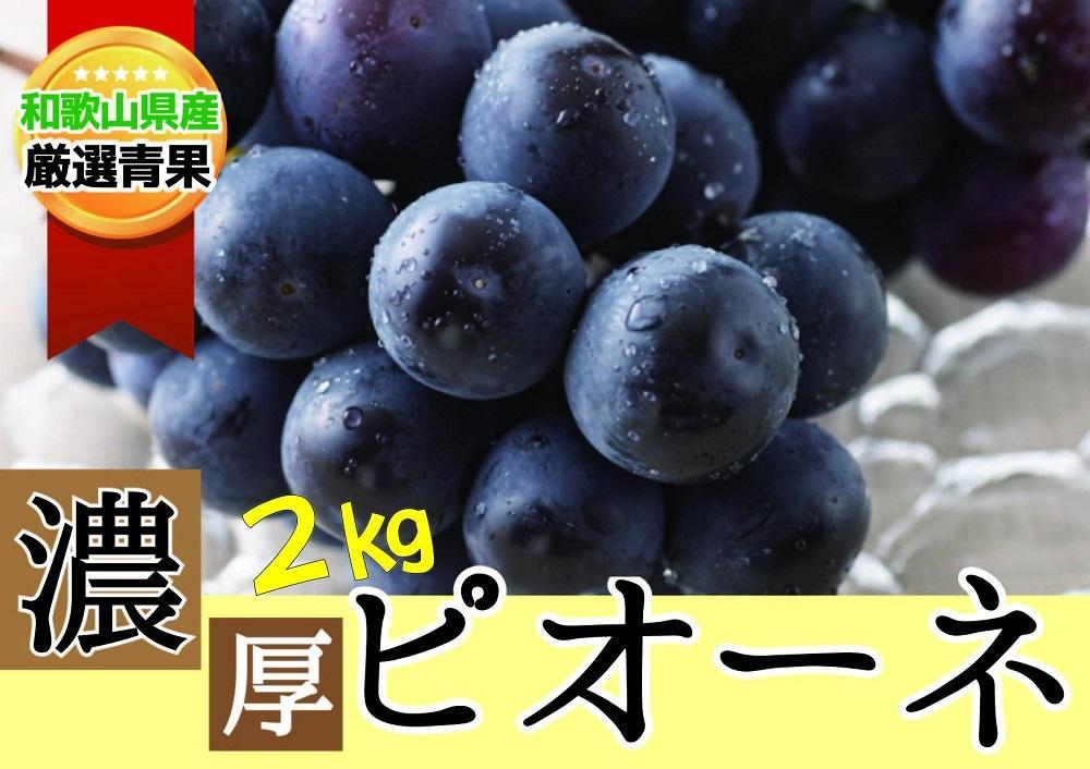 種なし ピオーネ 約2kg ぶどう 和歌山産 【甘さとみずみずしさが自慢】★8月下旬から9月中旬発送★