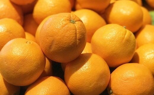 【濃厚】和歌山県産ネーブルオレンジ(サイズおまかせ) ★2024年12月中旬頃より順次発送【TM54】