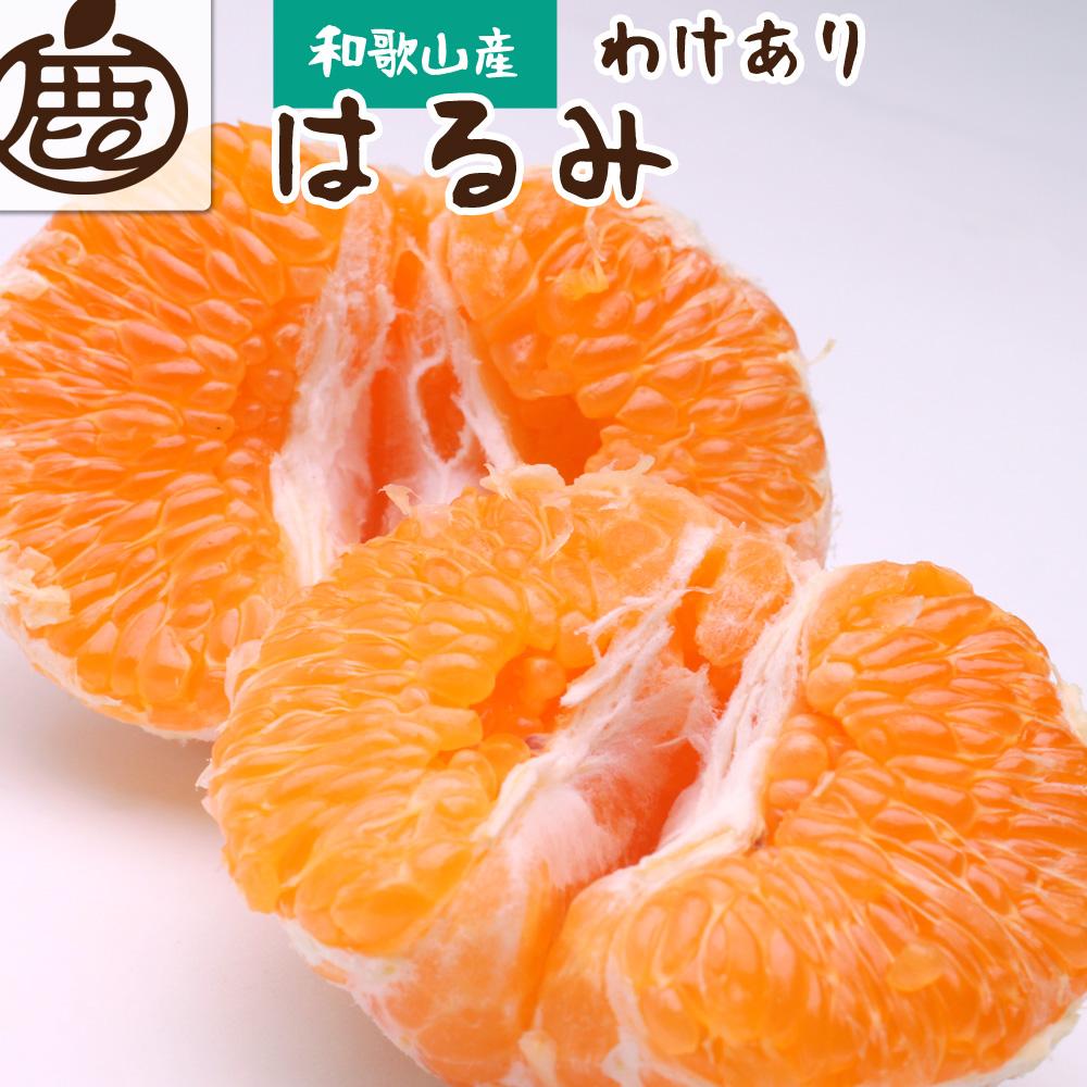 ＜2月より発送＞家庭用 はるみ5kg+150g（傷み補償分）【デコポンの姉妹品種・新食感春みかん】【光センサー選別】【わけあり・訳あり】