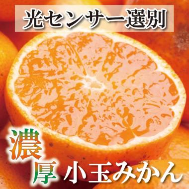 家庭用 小玉な有田みかん5kg+150g（傷み補償分）訳あり＜11月より発送＞