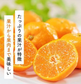 【先行予約】有田育ちのご家庭用 完熟有田みかん10kg【2024年11月上旬より発送】【訳あり】