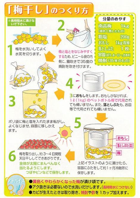 【梅干・梅酒用】（3Lまたは2L－2Kg）熟南高梅＜2025年6月上旬～7月7日発送予定＞フルーツ 果物 くだもの 食品 人気 おすすめ 送料無料【ART06】