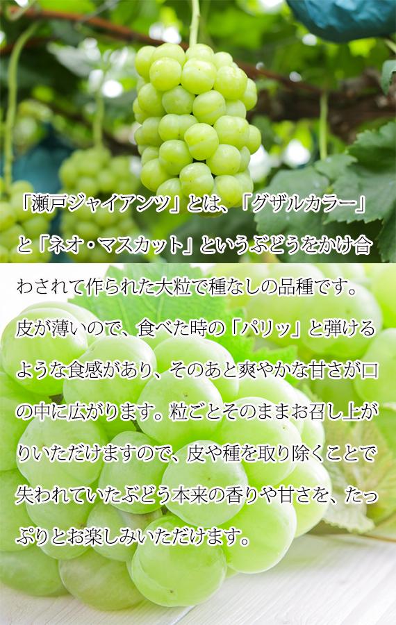 紀州かつらぎ山の瀬戸ジャイアンツ 約2kg【発送予定時期：2024年8月20日〜2024年9月10日】