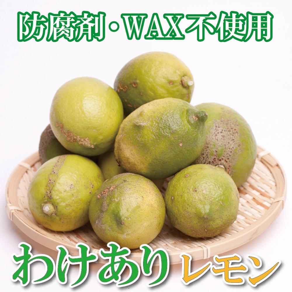 ＜9月より発送＞家庭用 黒潮レモン4kg+120g（傷み補償分）【和歌山有田産】【防腐剤・WAX不使用、安心の国産レモン】【わけあり・訳ありレモン】