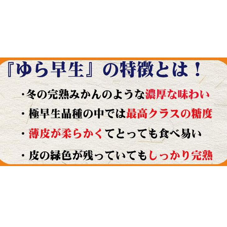 濃厚な味わい ゆら早生みかん約5kg 希少品種《有機質肥料100％》【2024年10月より順次発送】