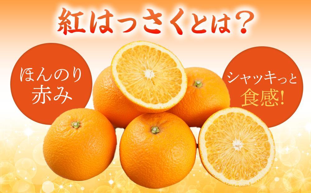 先行予約！希少な紅はっさく 12～18個入り（L～2Lサイズ）【2025年1月初旬頃から発送】【KG9】