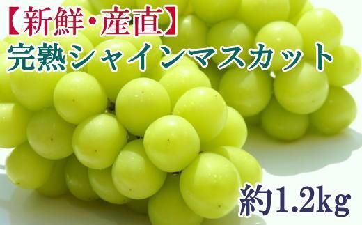 [新鮮・産直]和歌山県産完熟シャインマスカット約1.2kg ★2025年8月下旬頃より順次発送【TM182】