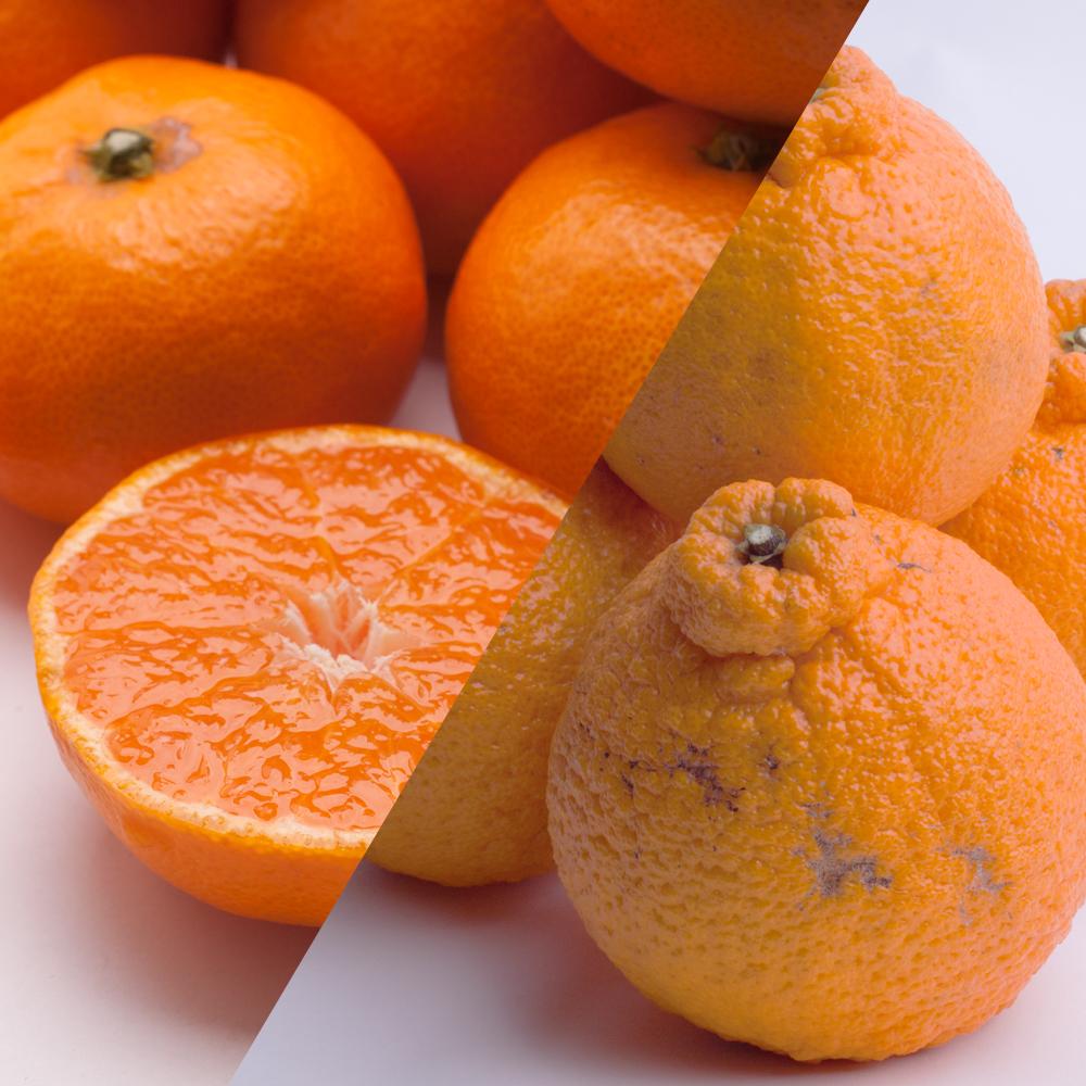 【 2・4・10・12月 全4回 】 柑橘定期便A【IKE5w】