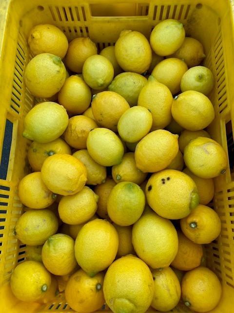 和歌山産 レモン 7.5kg  【訳あり】 【US2】