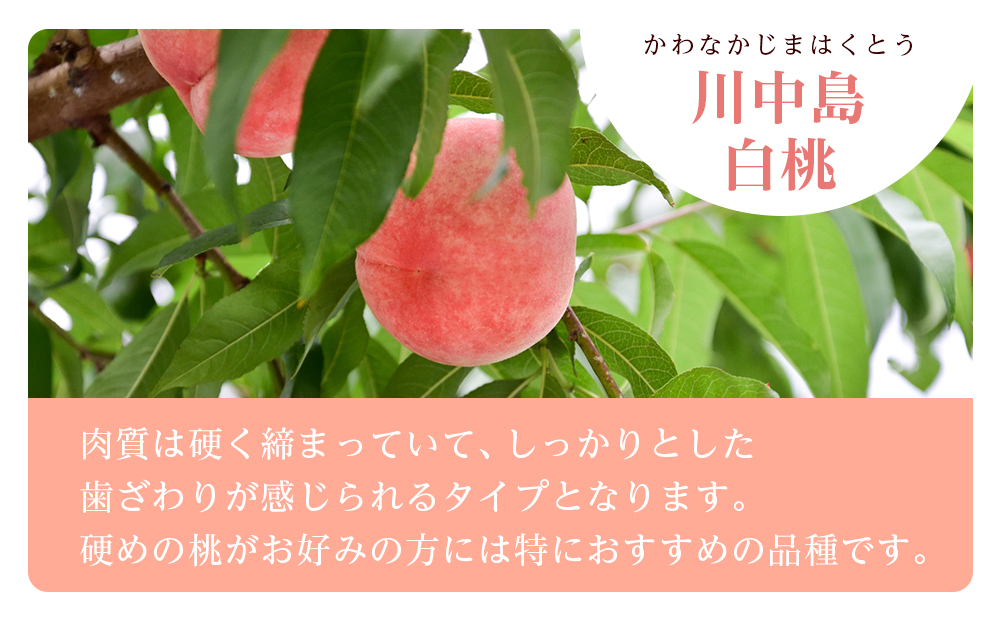 和歌山県産 川中島白桃 5〜9玉入り 秀品 先行予約【2024年7月下旬以降発送】【MG7】