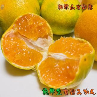 【先行予約】有田育ちのご家庭用 極早生有田みかん6kg【2024年10月上旬より発送】【訳あり】【和歌山県産】