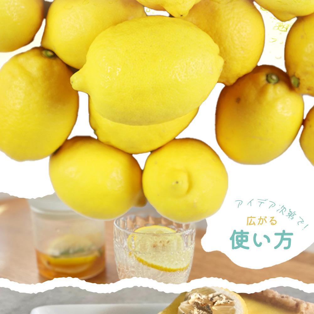 秀品　紀州有田産レモン　2.5kg【2025年3月上旬以降発送】【先行予約】【UT45】