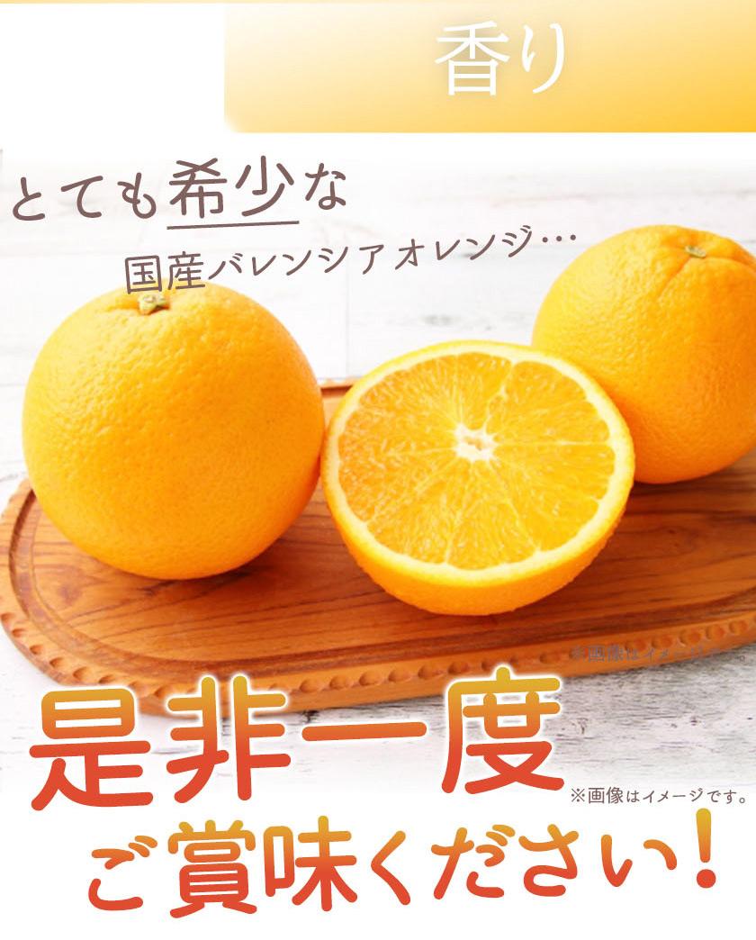 秀品 希少な国産バレンシアオレンジ 2.5kg【2025年6月下旬頃～2025年7月上旬頃に順次発送】【UT75】