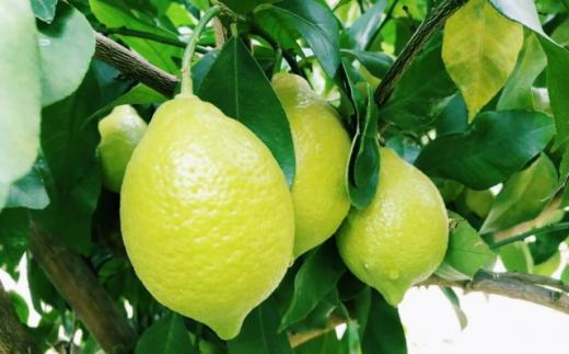 有田産の安心国産レモン約5kg  （サイズ混合）