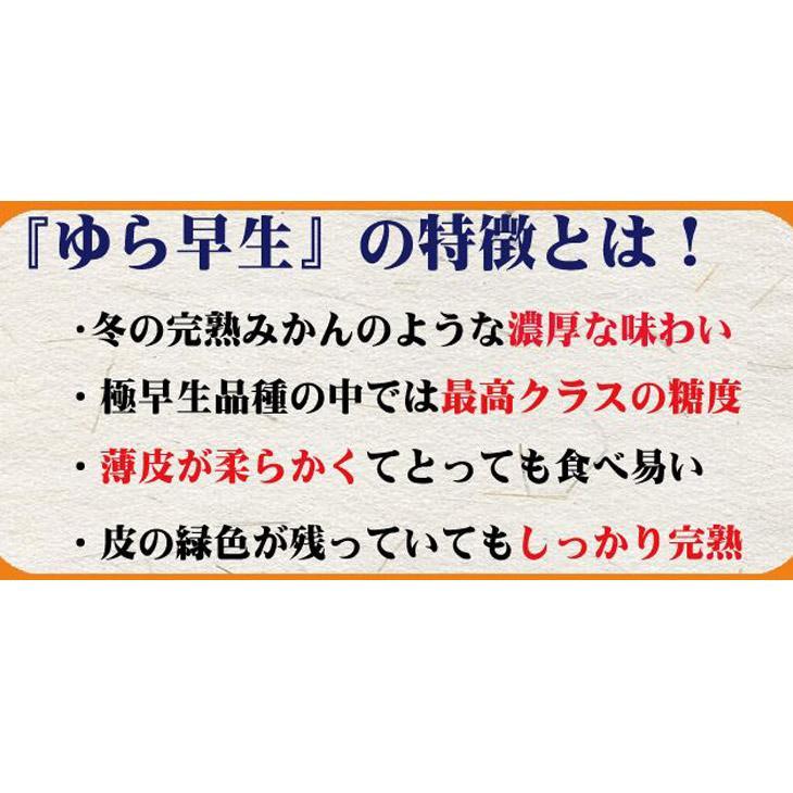 濃厚な味わい ゆら早生みかん約7kg 希少品種《有機質肥料100％》【2024年10月より順次発送】