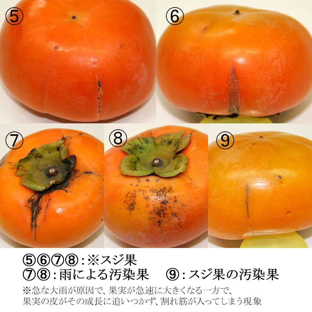 【 訳あり 】一心農園の富有柿  約6.5kg（24～30個）白箱入