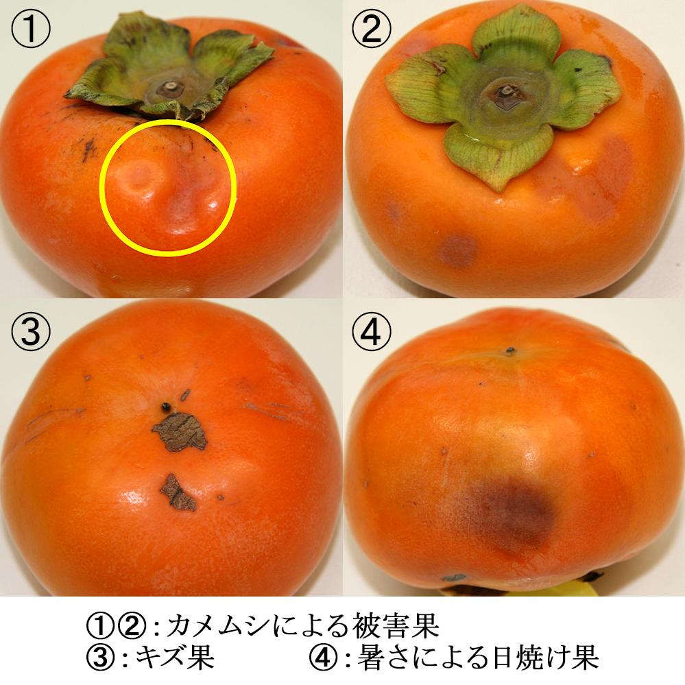 【 訳あり 】一心農園の富有柿  約6.5kg（24～30個）白箱入