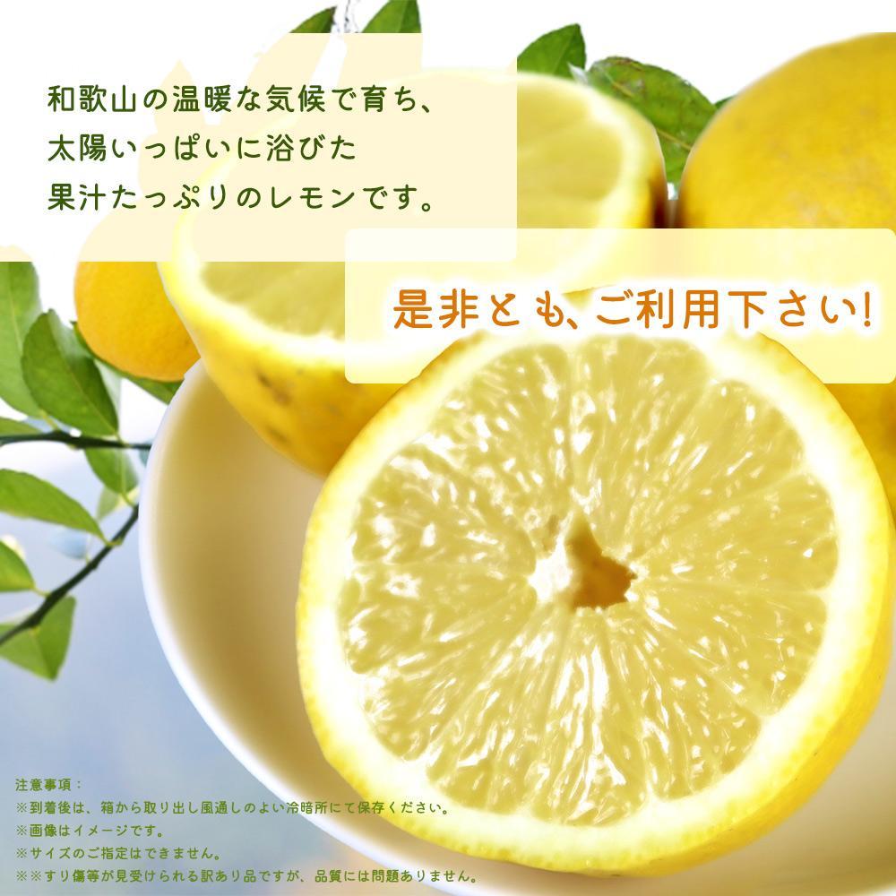 【ご家庭用訳あり】 紀州有田産レモン 2.5kg【2025年3月上旬以降発送】【先行予約】【UT46】