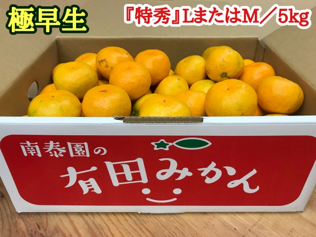 売れ筋】 特秀 5kg※2022年10月中旬〜11月下旬頃に順次発送予定 LまたはMサイズ フルーツ・果物