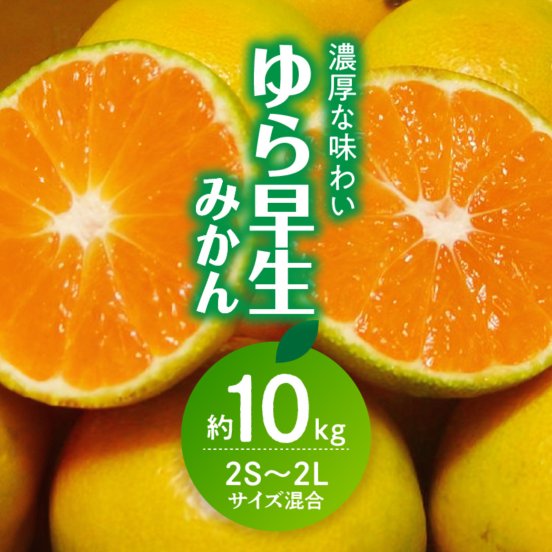 CC6200_濃厚な味わい ゆら早生みかん 10kg (SS～2Lサイズ混合) 希少品種 有機質肥料100％