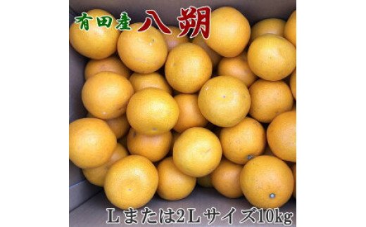 ZD6307n_【先行予約】【手選果】有田産の 八朔 10kg 大玉 (Lまたは2Lサイズいずれかお届け)