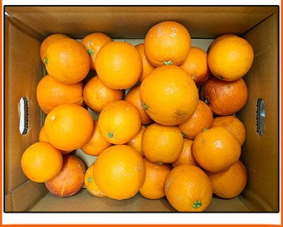 G7070_【先行予約】希少な柑橘！ 紀州 有田産 ブラッドオレンジ 3kg 【訳あり・ご家庭用】
