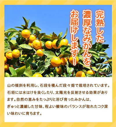 G7046_【2024年 先行予約】紀州 有田産 濃厚甘熟 温州みかん 7.5kg 【家庭用 訳あり】