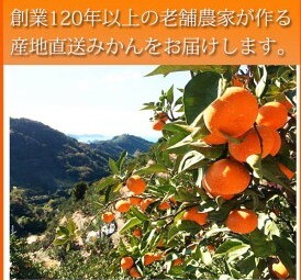 G7045_【2024年 先行予約】紀州 有田産 濃厚甘熟 温州みかん 5kg【家庭用 訳あり】