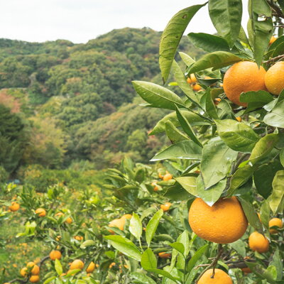 ZP6108n_有田みかん 特撰秀 7kg (Sサイズ)